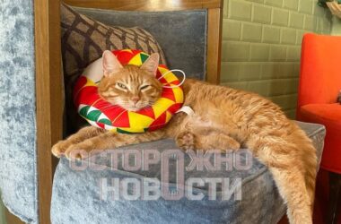 В Москве украли смертельно больного кота из котокафе В Москве украли смертельно больного кота из котокафе
