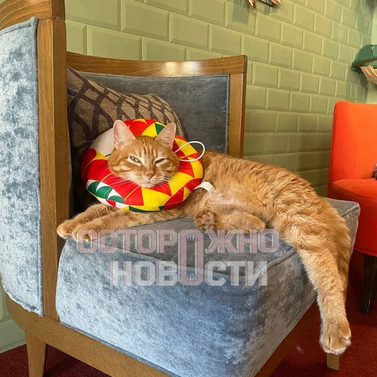В Москве украли смертельно больного кота из котокафе