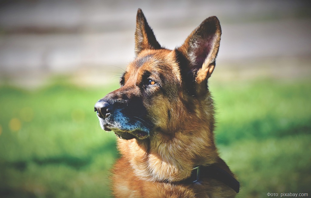 schafer-dog-4074699_1280